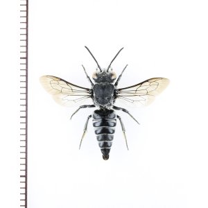 画像: トガリハナバチの一種　Coelioxys sp.　♂　タイ