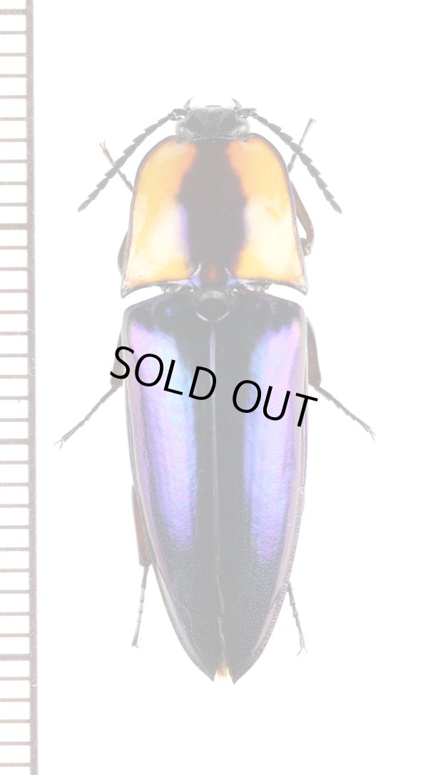 画像1: コメツキムシの一種　Campsosternus sp.　♀　 ベトナム南中部沿岸部