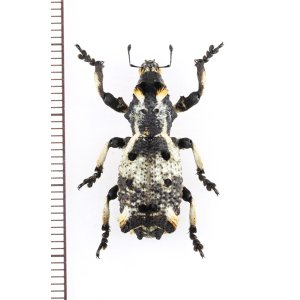 画像: 地衣類に擬態したゾウムシの一種　Lithinus sp.　マダガスカル