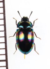 画像: ゴミムシダマシの一種　Tenebrionidae species　♀　ベトナム北東部