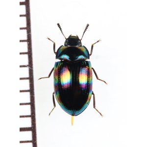 画像: ゴミムシダマシの一種　Tenebrionidae species　♀　ベトナム北東部