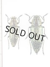 画像: タマムシの一種　Nipponobuprestis sp.　ペア　ベトナム北東部