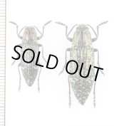 画像: タマムシの一種　Nipponobuprestis sp.　ペア　ベトナム北東部