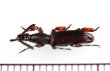 画像2: 好蟻性オニミツギリゾウムシの一種　Pericordus freyi　♀　南アフリカ