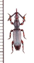 画像1: 好蟻性オニミツギリゾウムシの一種　Pericordus freyi　♀　南アフリカ