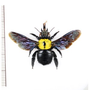 画像: クマバチの一種　Xylocopa sp.　♀　ペルー