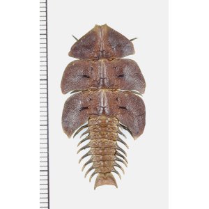 画像: 三葉虫型ベニボタルの一種　♀　Platerodrilus sp.　インドネシア(ボルネオ島)