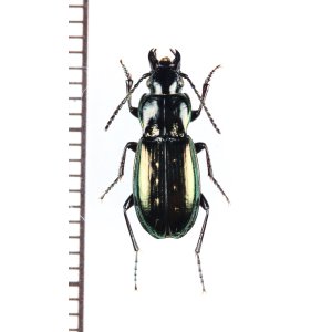 画像: ゴミムシの一種　Pterostichus jurinei heydeni　ウクライナ