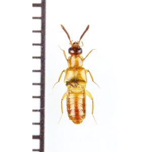 画像: ハネカクシの一種　Staphylinidae species　ジンバブエ