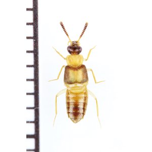 画像: ハネカクシの一種　Staphylinidae species　ジンバブエ