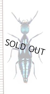 画像: ハネカクシの一種　Plochionocerus fulgens　ペルー