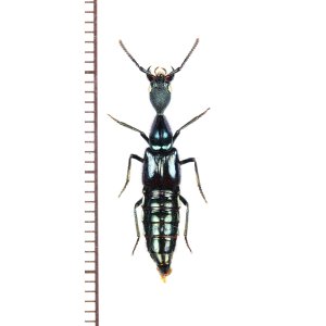 Photo: ハネカクシの一種　Plochionocerus sp.　ペルー