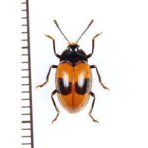 画像: ゴミムシダマシの一種　Tenebrionidae species　エクアドル