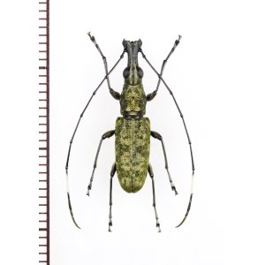 画像: ヒゲナガゾウムシの一種　Anthribidae species　♂　ペルー