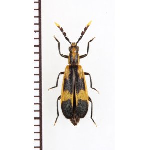 画像: ベニボタル擬態のカッコウムシの一種 　Cleridae species　ペルー