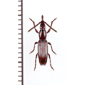 画像: 好蟻性オニミツギリゾウムシの一種　Eremoxenini species　♀　フィリピン（パラワン島）