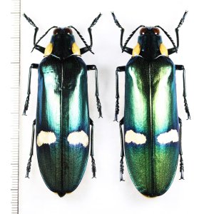 画像: オオルリタマムシの一種　　Megaloxantha bicolor nigricornis　ペア　インドネシア（スマトラ島）