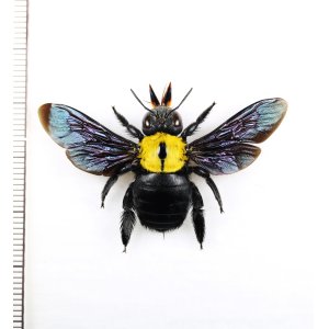 画像: クマバチの一種　Xylocopa aestuans　♀　 インドネシア（ジャワ島）