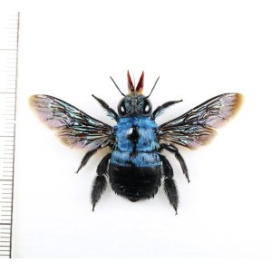 画像: クマバチの一種　Xylocopa caerulea　♀　 インドネシア（ジャワ島）