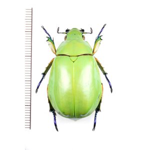 画像: コガネムシの一種　Chrysina adolphi　♀　メキシコ