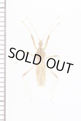 画像: トゲサシガメ　石垣島