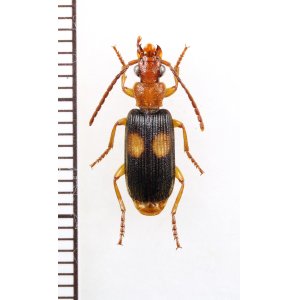 画像: ゴミムシの一種　Carabidae species　南アフリカ