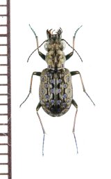 画像: ゴミムシの一種　Elaphrus cupreus　ウクライナ