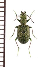 画像: ゴミムシの一種　Elaphrus riparius　ウクライナ