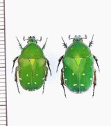 ハナムグリ Japanese Scarabaeidae(Cetoniinae,Trichiinae, Valginae) - Insect  Islands 〜南の島の昆虫標本屋さん〜 (Page 1)