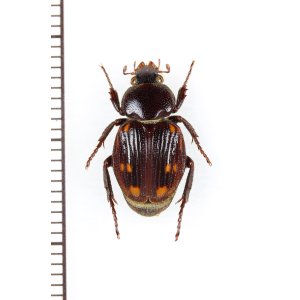 画像: トラハナムグリの一種　Trichiinae species　コンゴ