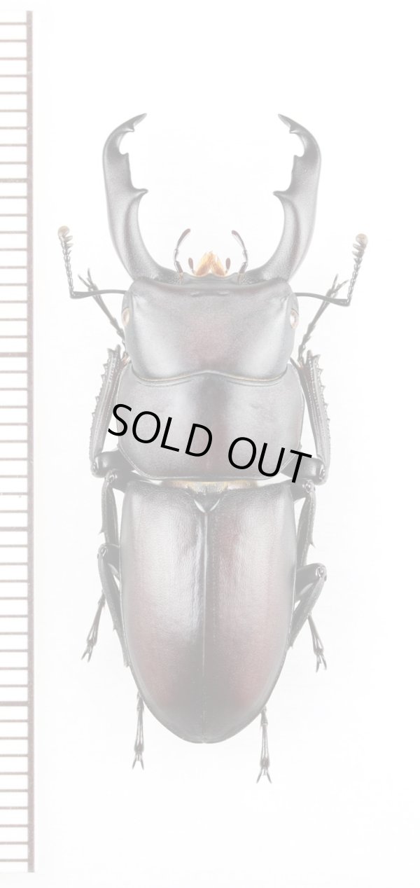 画像1: ヤクシマスジクワガタ　大型♂35.6mm　屋久島