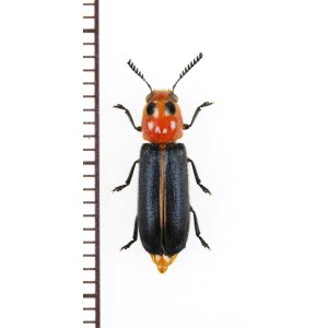 画像: カッコウムシの一種 　Cleridae species 　ベトナム北中部