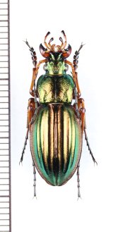 画像: オサムシの一種　Carabus auratus auratus　♂　フランス