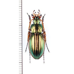 画像: オサムシの一種　Carabus auratus auratus　♂　フランス