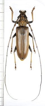 ベトナムのカミキリムシ Cerambycidae of VIETNAM - Insect Islands 〜南の島の昆虫標本屋さん〜