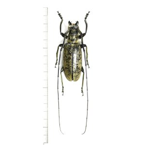 画像: カミキリムシの一種　Pseudomeges varioti　♂76mm　ベトナム北東部