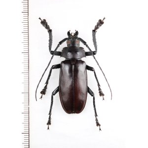 画像: カミキリムシの一種 　Cerambycidae species　♂　ベトナム北東部