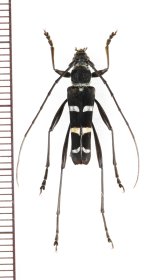 ベトナムのカミキリムシ Cerambycidae of VIETNAM - Insect Islands 〜南の島の昆虫標本屋さん〜