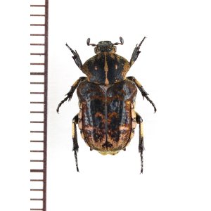 画像: シカホソハナムグリの一種　Goliathopsis sp.　♀　ベトナム南部