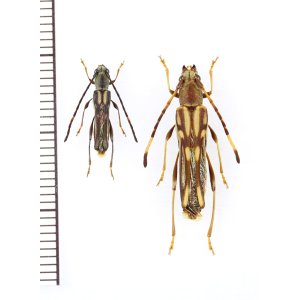 画像: ヤエヤマホソバネカミキリ　中型ペア　石垣島