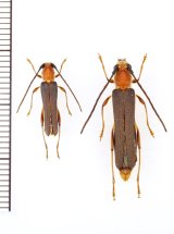 画像: ムモンチャイロホソバネカミキリ　大型ペア　西表島