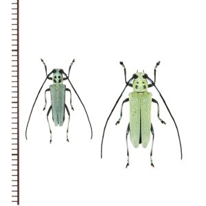 画像: ムネモンウスアオカミキリ　ペア　石垣島