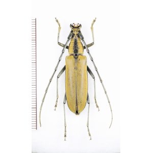 画像: カミキリムシの一種 　Massicus trilineatus　♀　 ベトナム北東部