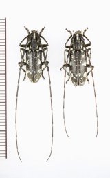 画像: アマミキボシカミキリ　ペア 　喜界島