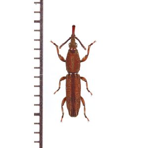 画像: ミツギリゾウムシの一種　Brentidae species　南アフリカ