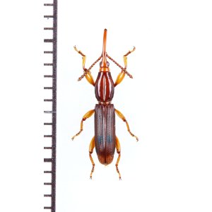 画像: ミツギリゾウムシの一種　Brentidae species　南アフリカ