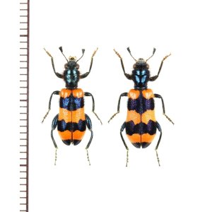 画像: カッコウムシの一種　Trichodes apiarius　ペア　ウクライナ