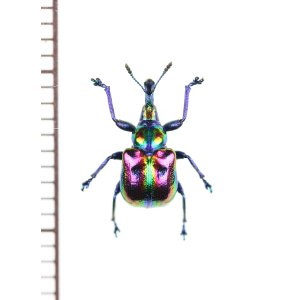 画像: チョッキリゾウムシの一種　Rhynchitinae species　ベトナム北東部