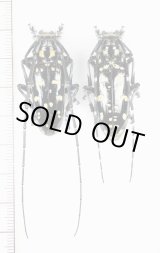 画像: オオシマゴマダラカミキリ　大型ペア　奄美大島