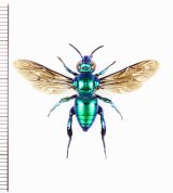 画像: ミドリシタバチの一種　Euglossa sp.　♂　エクアドル